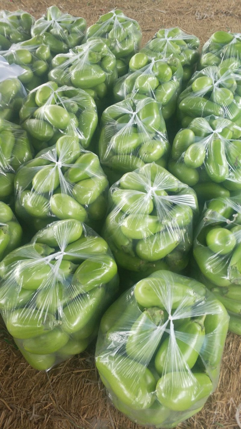 青茄大量上市产地直供商超转供电商对接包装齐全