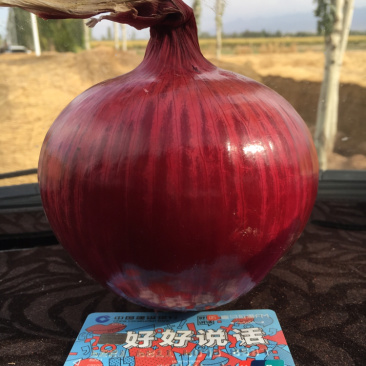 高台县大红葱