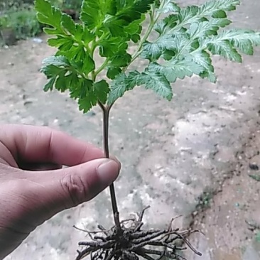 阴地蕨陕西秦岭野生天然无硫晒干货中草药包邮