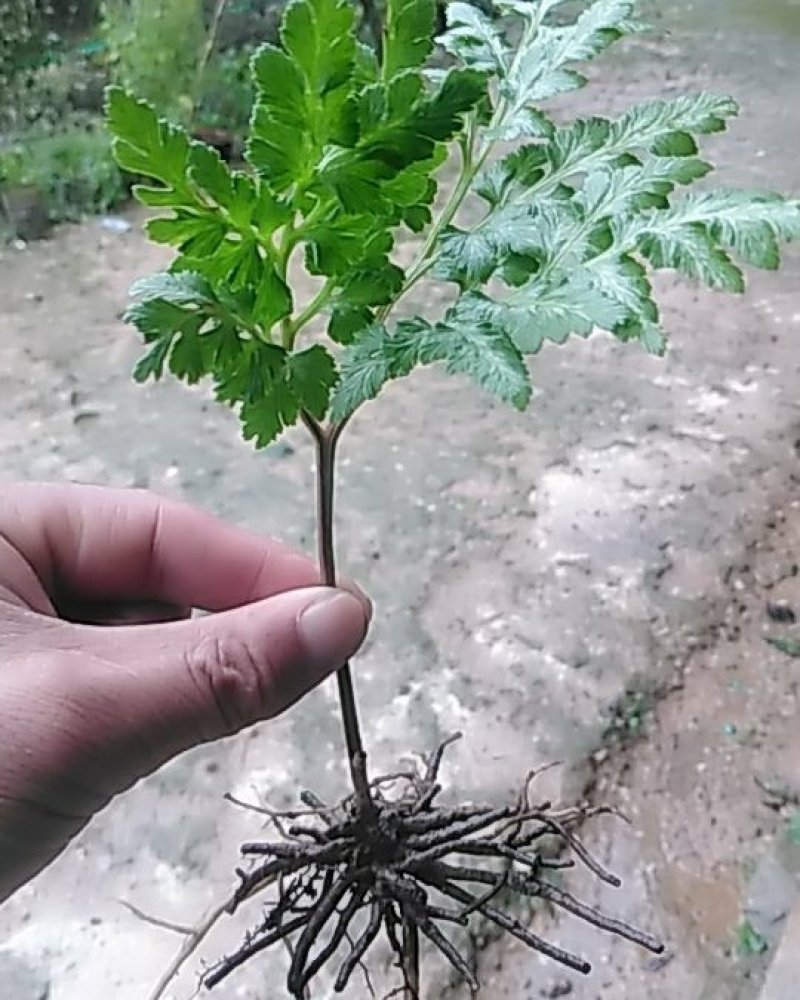阴地蕨陕西秦岭野生天然无硫晒干货中草药包邮