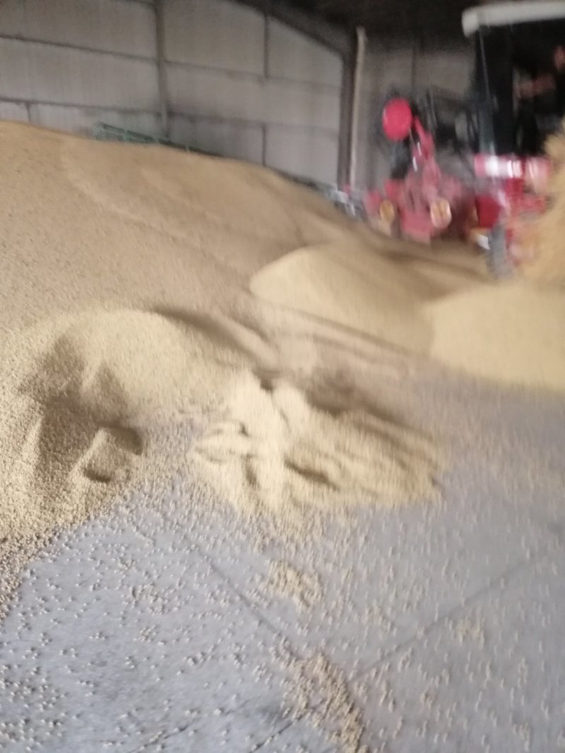 新湖北早黄豆做豆腐用，发货全国，欢迎采购咨询