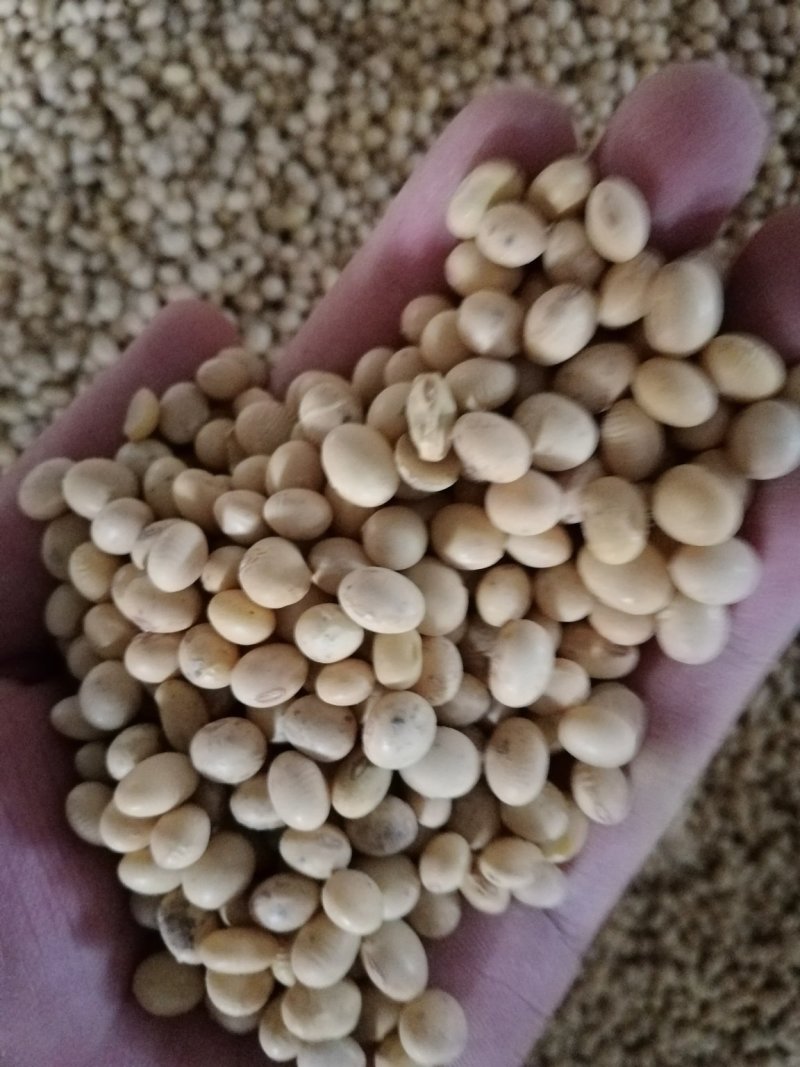 新湖北早黄豆做豆腐用，发货全国，欢迎采购咨询