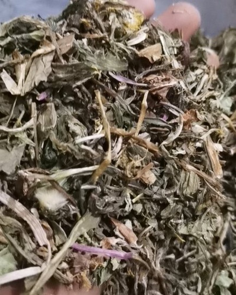 蒲公英婆婆丁带花无尘土批发各种中药材