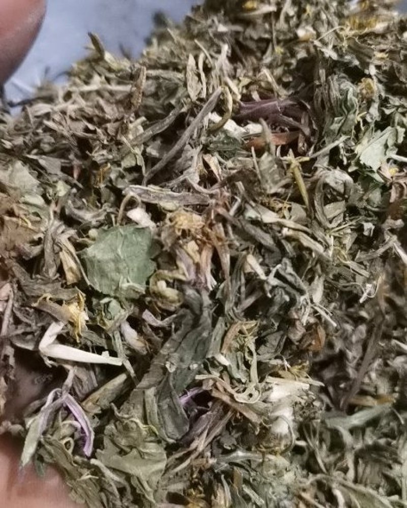 蒲公英婆婆丁带花无尘土批发各种中药材
