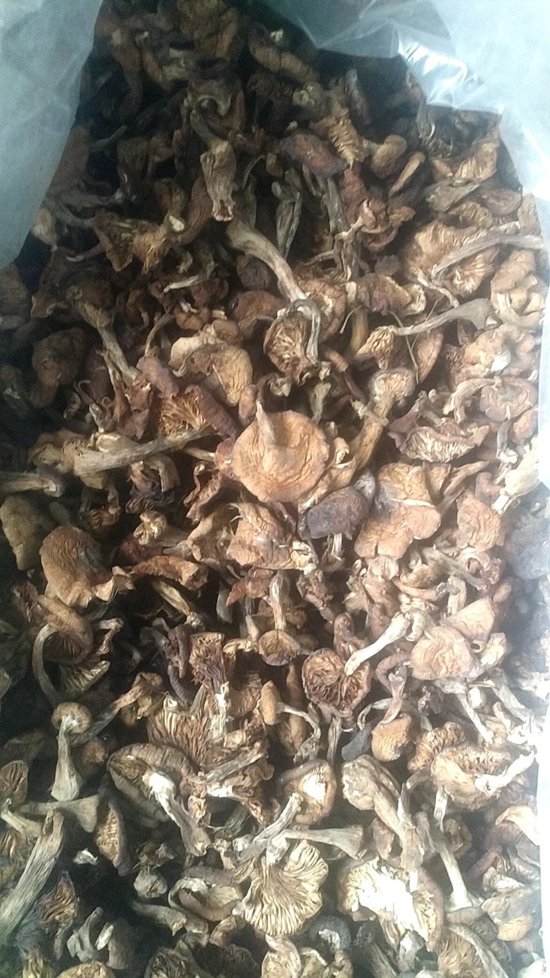 东北野生榛蘑干榛蘑产地直销一手货源