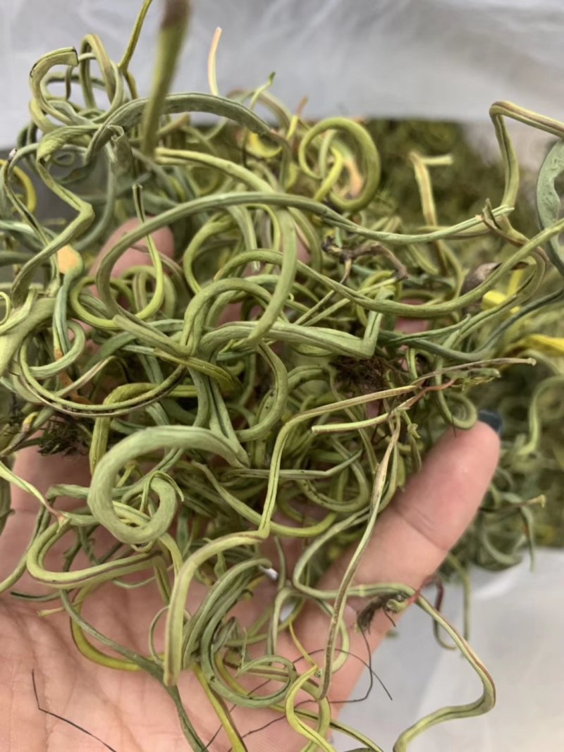 【有好货】老挝云南化石草据本草纲目记载该草在缅甸