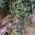 【有好货】老挝云南化石草据本草纲目记载该草在缅甸