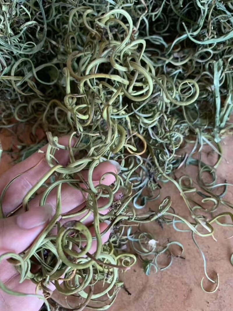 【有好货】老挝云南化石草据本草纲目记载该草在缅甸