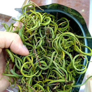 【有好货】老挝云南化石草据本草纲目记载该草在缅甸