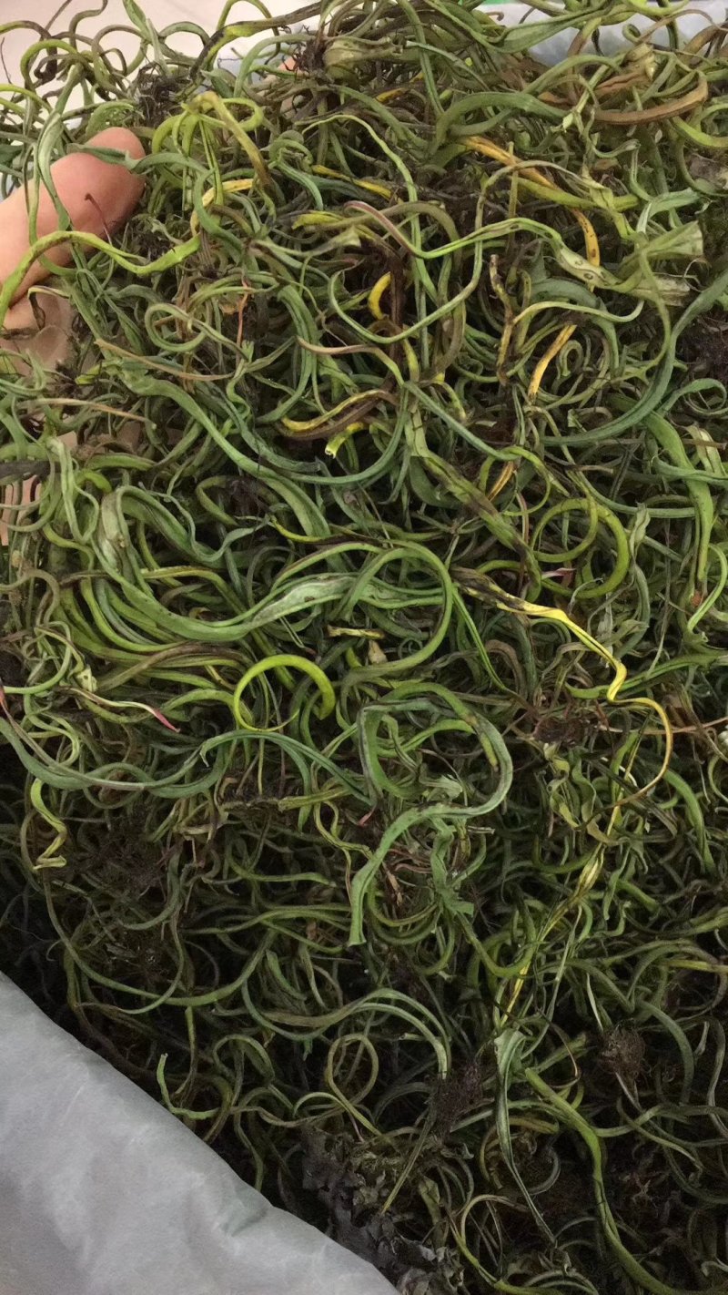 【有好货】老挝云南化石草据本草纲目记载该草在缅甸