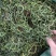 【有好货】老挝云南化石草据本草纲目记载该草在缅甸