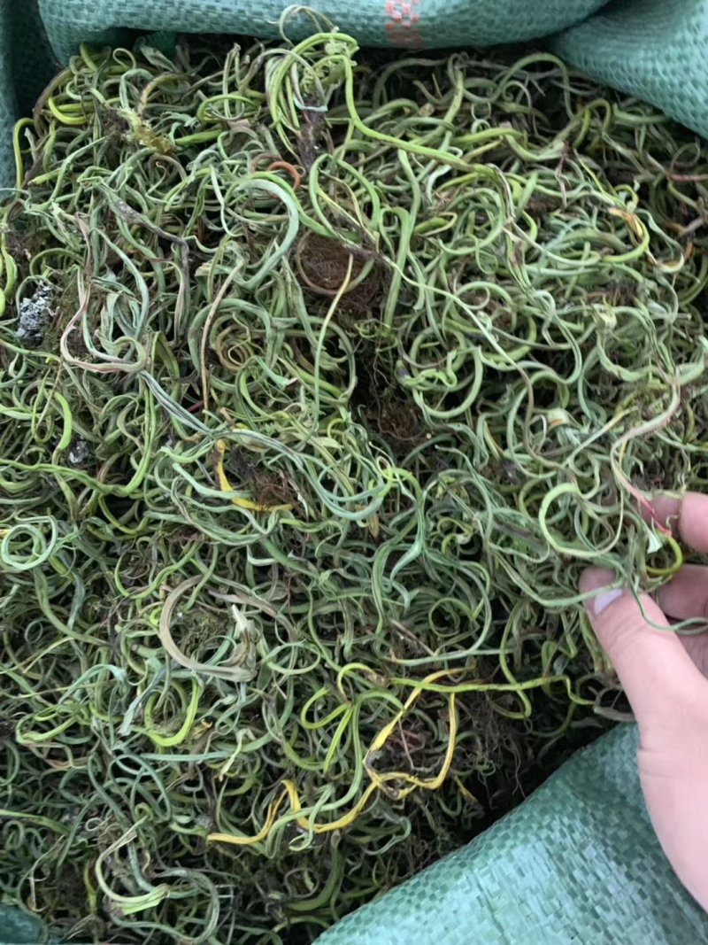 【有好货】老挝云南化石草据本草纲目记载该草在缅甸
