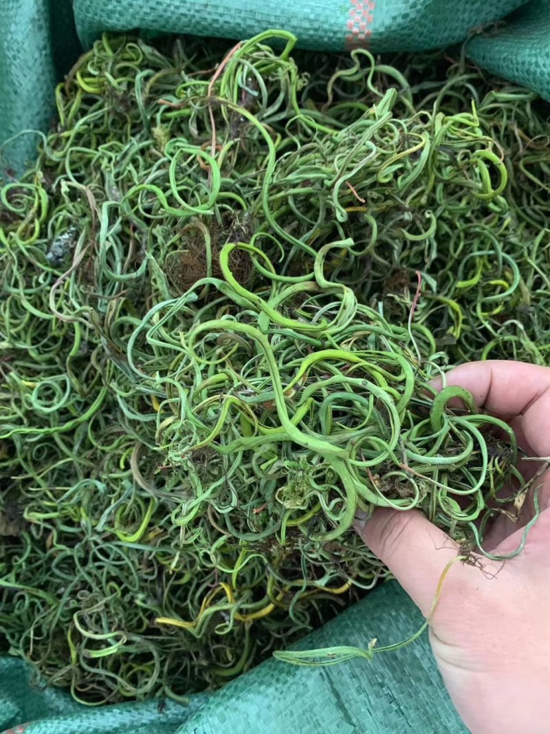 【有好货】老挝云南化石草据本草纲目记载该草在缅甸