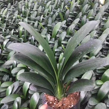 君子兰果兰植物盆栽室内圆头和尚