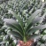 君子兰果兰植物盆栽室内圆头和尚