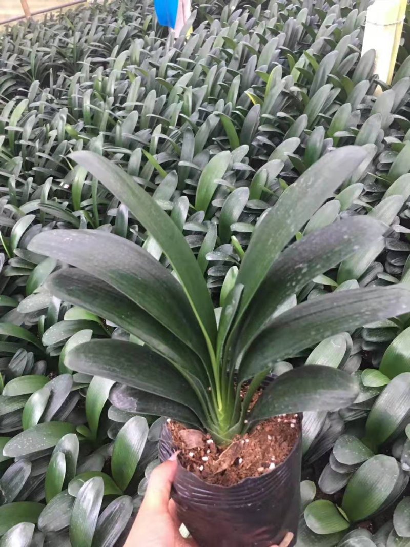 君子兰果兰植物盆栽室内圆头和尚