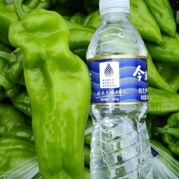 青椒大量现货