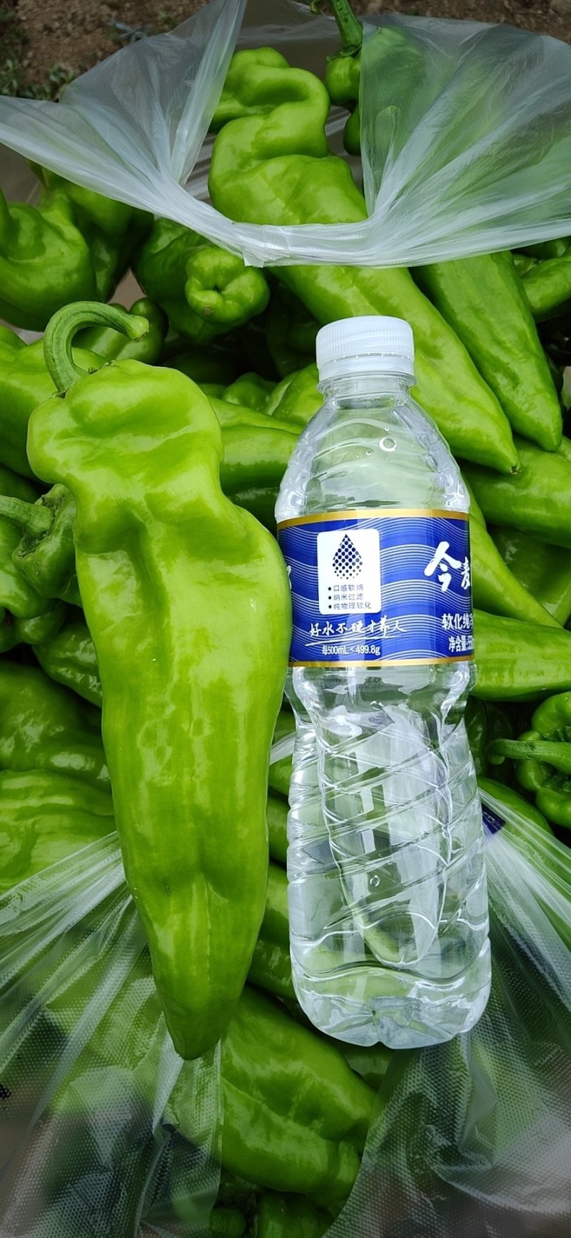青椒大量现货