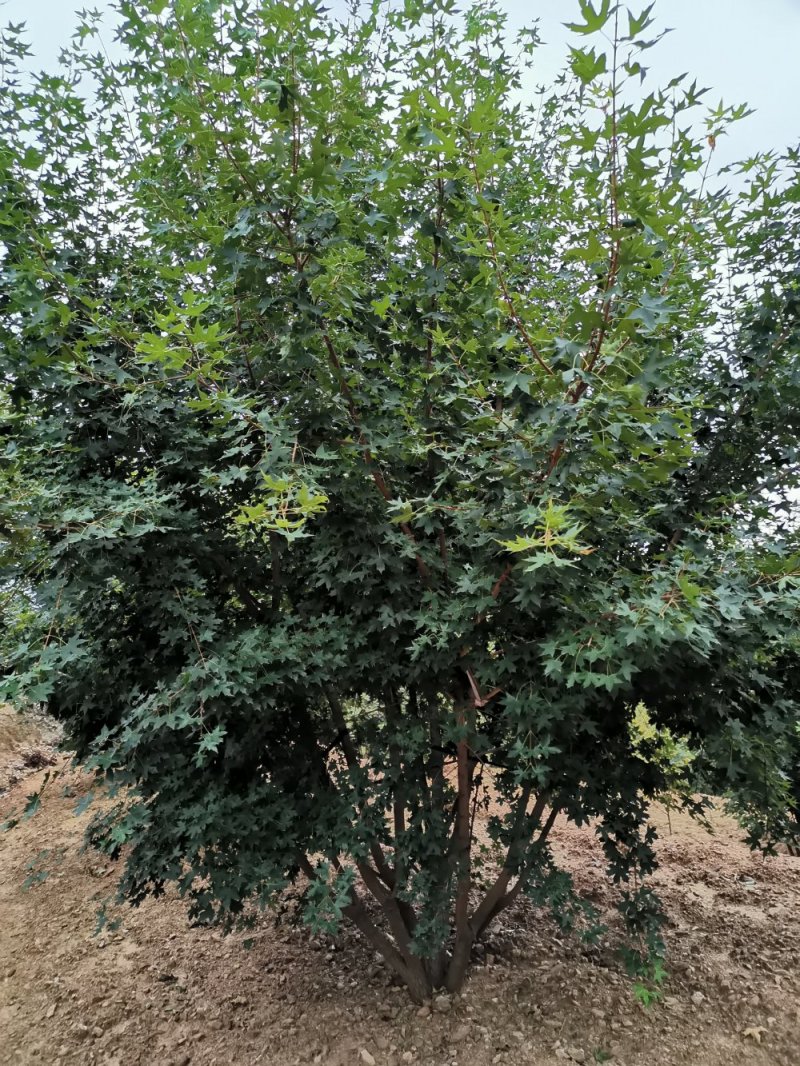 丛生元宝枫