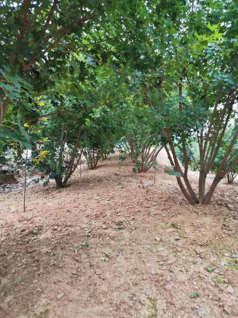 丛生元宝枫