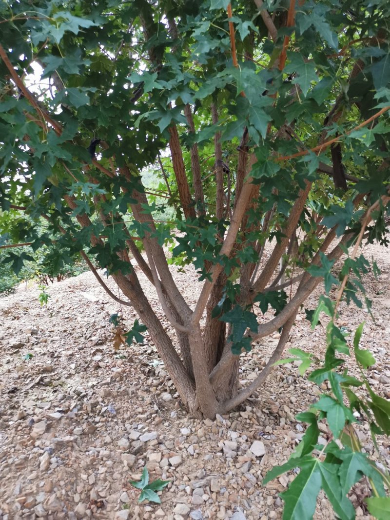 丛生元宝枫