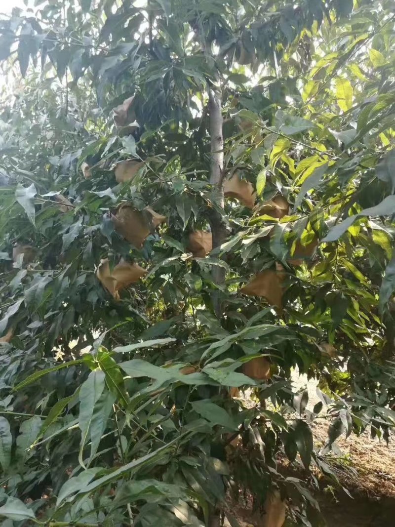 陕西万亩黄桃上市了，每月都有成熟的，量大，质量好，甜