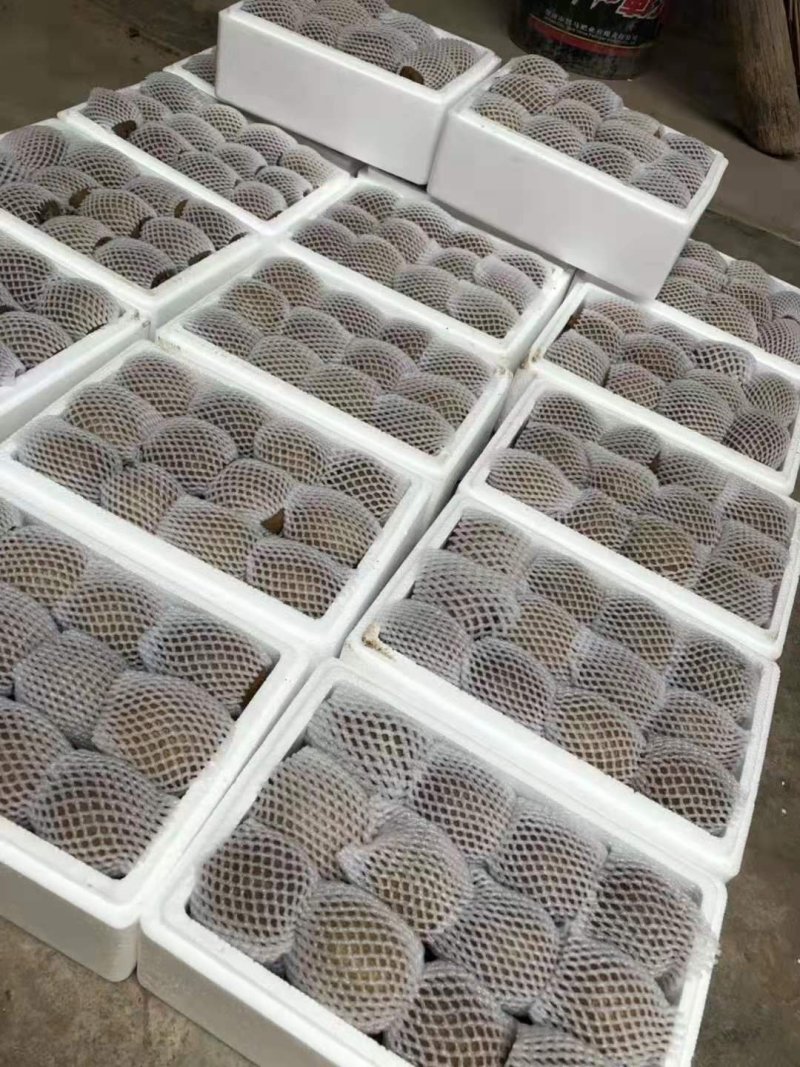 陕西徐香猕猴桃，农家肥上的