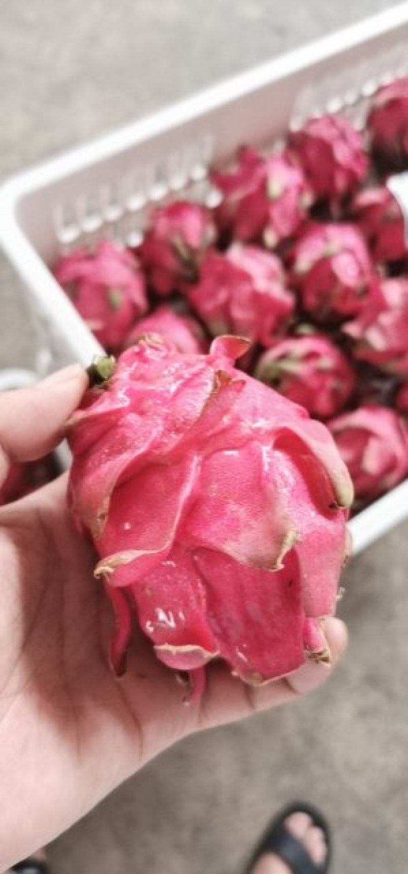 专业代卖，冬枣桃子梨子李子，菠萝黄桃柚子瓜