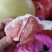 专业代卖，冬枣桃子梨子李子，菠萝黄桃柚子瓜