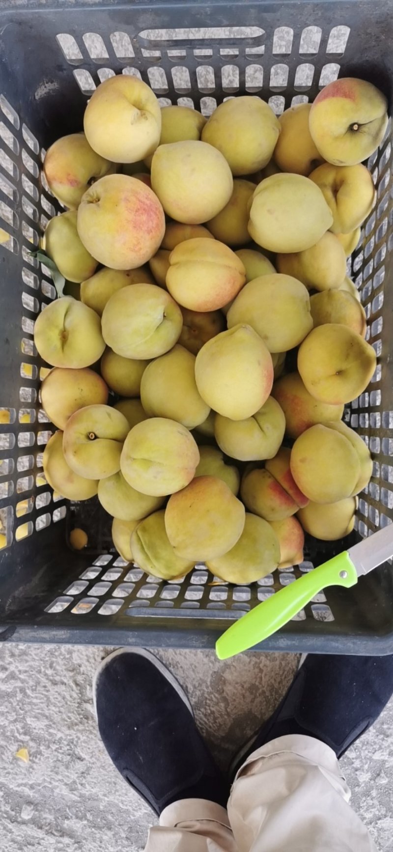 专业代卖，冬枣桃子梨子李子，菠萝黄桃柚子瓜