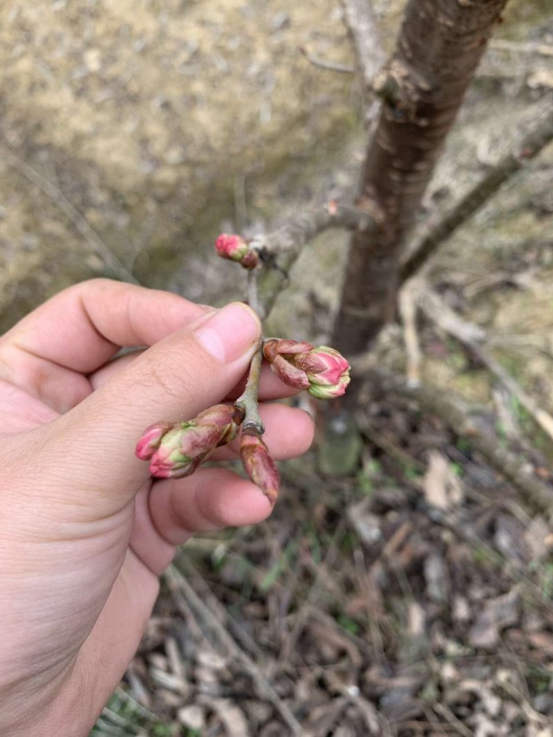 玛瑙红乌克兰红妃黑珍珠，矮化品种当年试花结果。技术支持