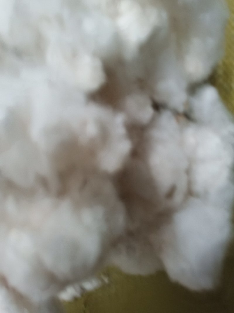 新棉花大量上市，水份干质量好