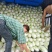 精品推荐夏阳白菜产地直发大量上市一手货源价格优惠