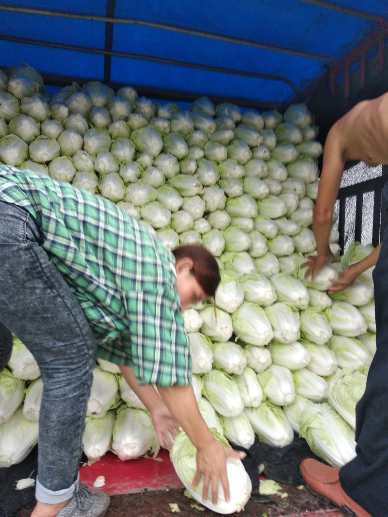 精品推荐夏阳白菜产地直发大量上市一手货源价格优惠