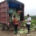 精品推荐夏阳白菜产地直发大量上市一手货源价格优惠