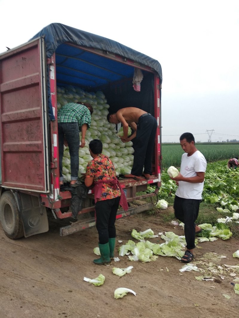 精品推荐夏阳白菜产地直发大量上市一手货源价格优惠
