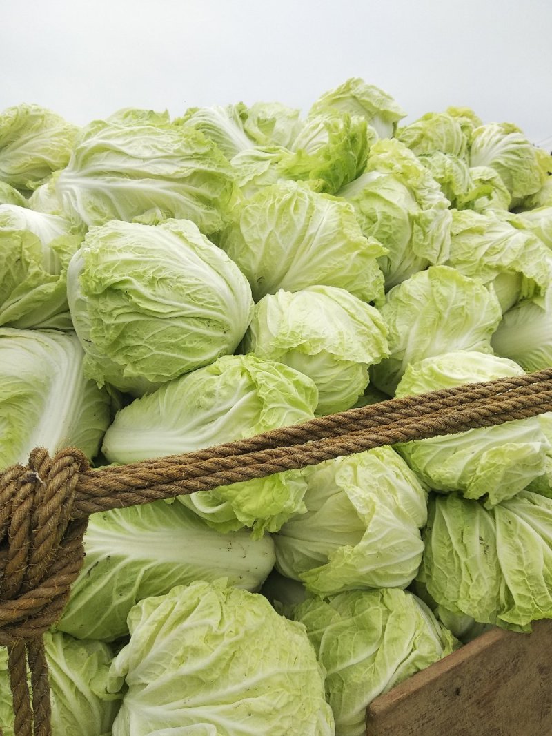 精品推荐夏阳白菜产地直发大量上市一手货源价格优惠