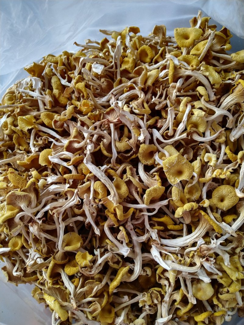 榆黄菇，黄金菇，质优价廉