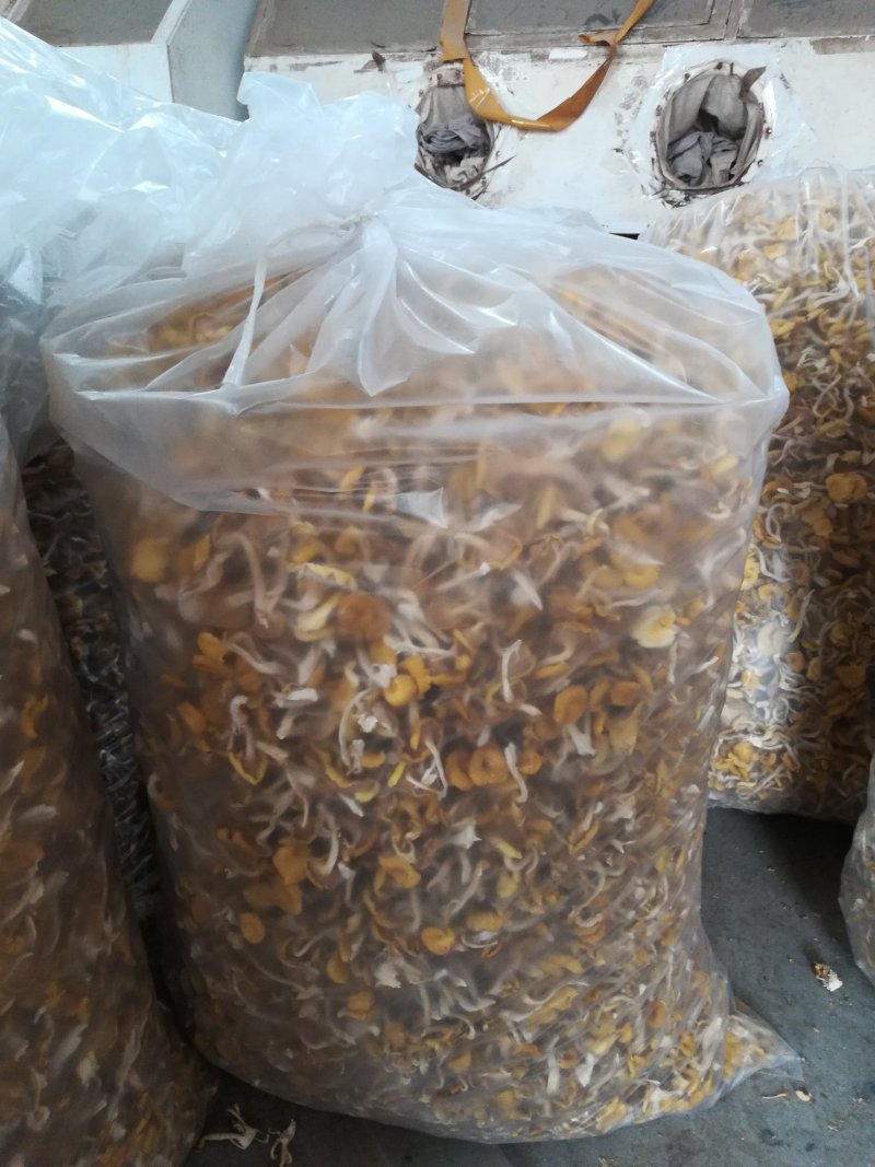 榆黄菇，黄金菇，质优价廉