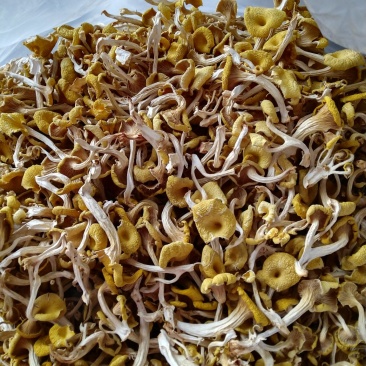 榆黄菇，黄金菇，质优价廉