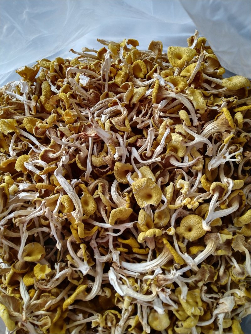 榆黄菇，黄金菇，质优价廉