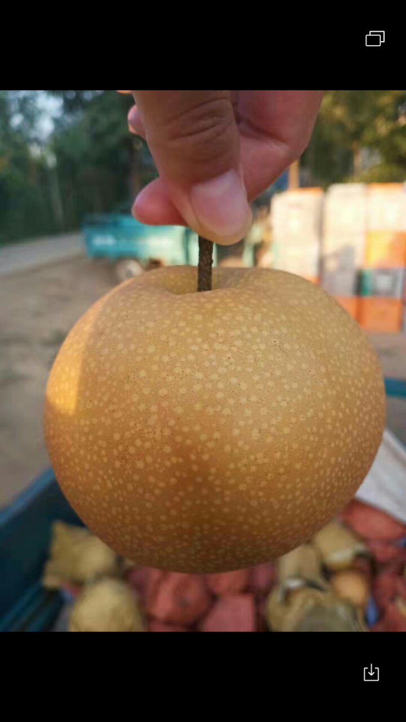 秋月梨