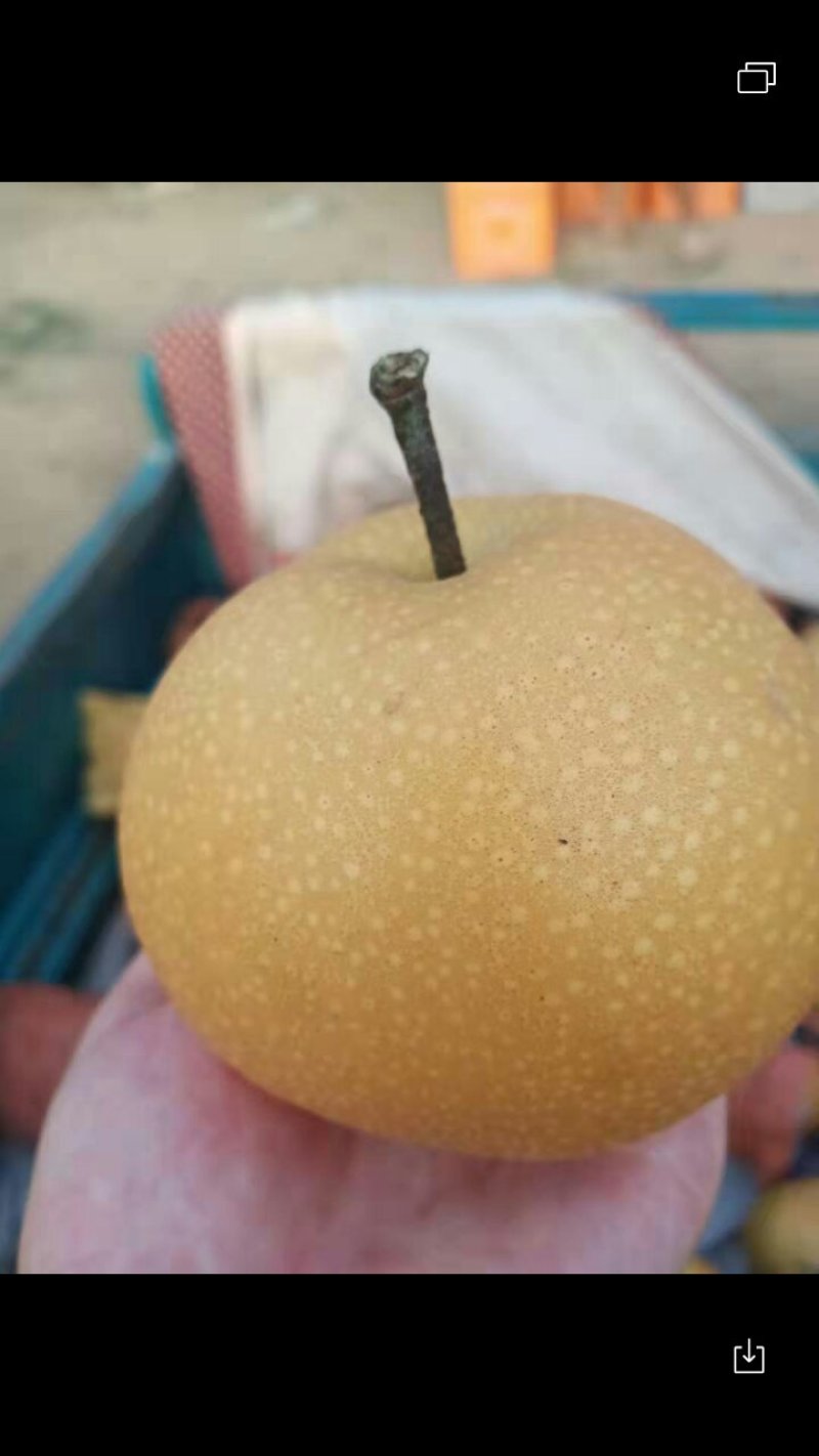 秋月梨