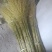 厂家直供白竹扫把，大白竹扫把价格更便宜。
