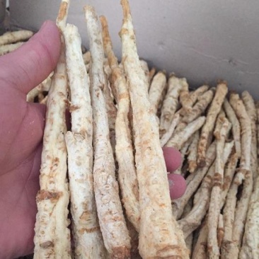 中药材北沙参优质精选量大优惠
