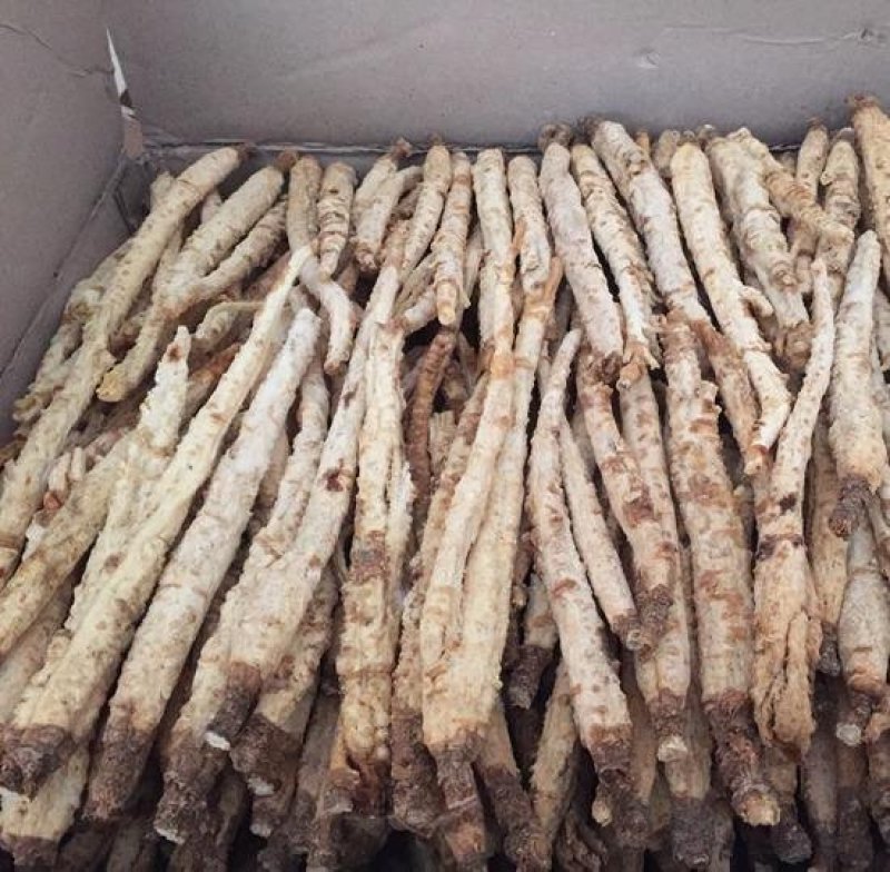 中药材北沙参优质精选量大优惠