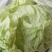 大量批发夏阳白菜