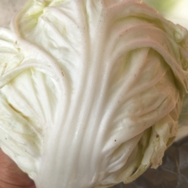 大量批发夏阳白菜