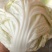 大量批发夏阳白菜