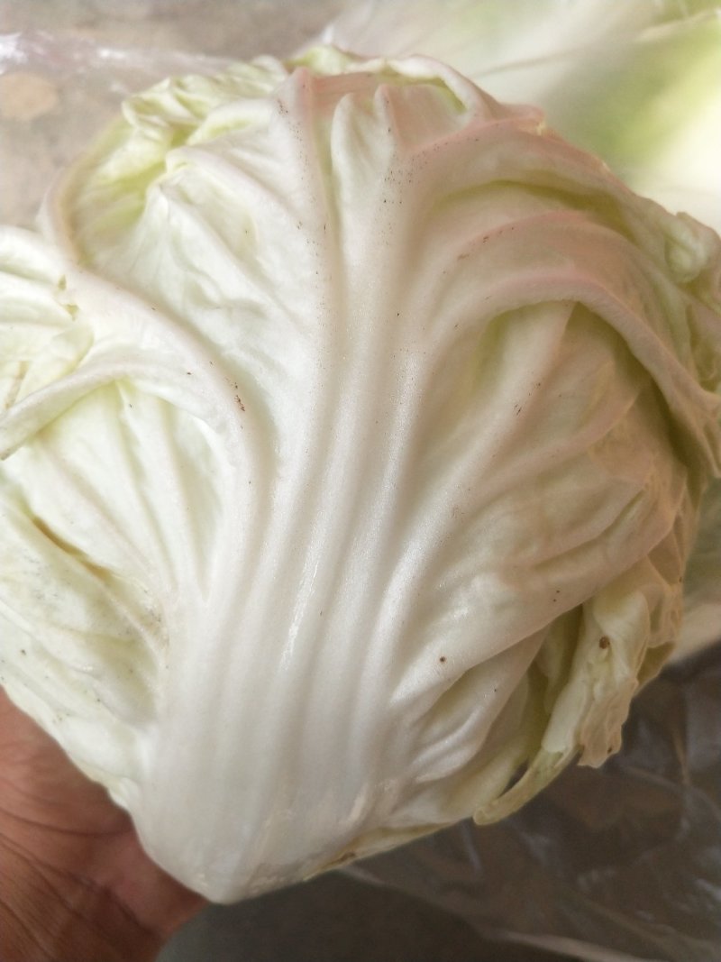 大量批发夏阳白菜